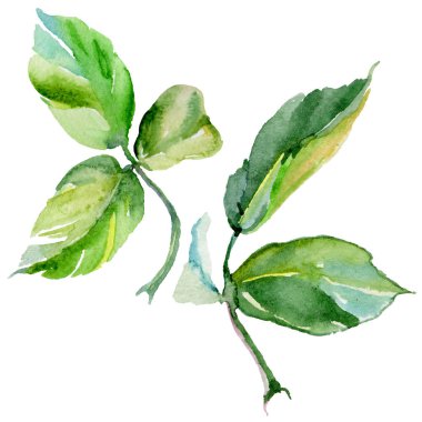 Kır çiçeği gül çiçek izole bir suluboya tarzında.