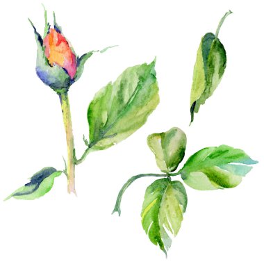 Kır çiçeği gül çiçek izole bir suluboya tarzında.