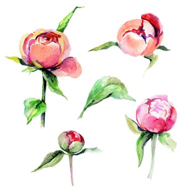 Kır çiçeği Şakayık çiçeği izole bir suluboya tarzında.