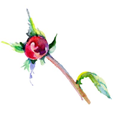 Kır çiçeği gül çiçek izole bir suluboya tarzında.