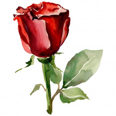 Kır çiçeği gül çiçek izole bir suluboya tarzında.