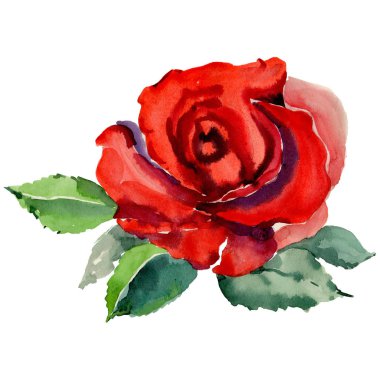 Kır çiçeği gül çiçek izole bir suluboya tarzında.