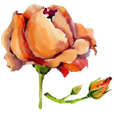 Kır çiçeği gül çiçek izole bir suluboya tarzında.