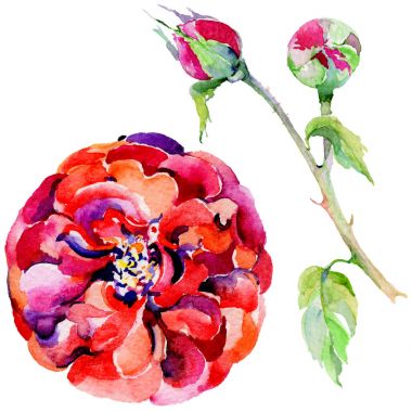 Kır çiçeği gül çiçek izole bir suluboya tarzında.