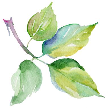 Kır çiçeği gül çiçek izole bir suluboya tarzında.