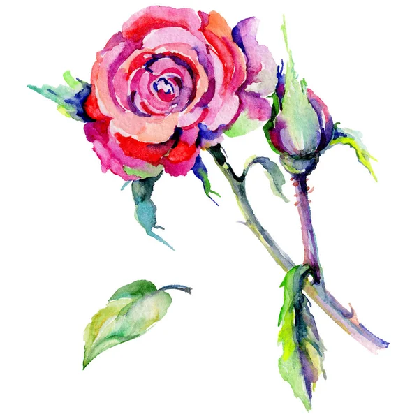 Wildflower rose flower in a watercolor style isolated. — Stock Photo, Image