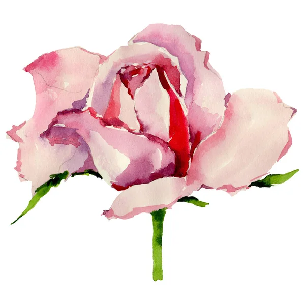 Wildflower roze bloem in een aquarel stijl geïsoleerd. — Stockfoto