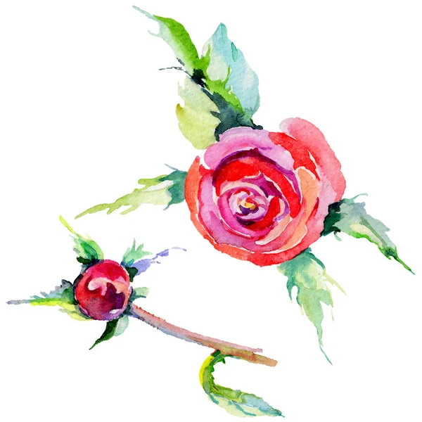 Kır çiçeği gül çiçek izole bir suluboya tarzında.