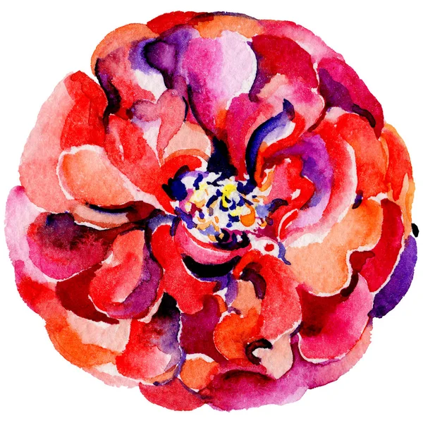 Kır çiçeği gül çiçek izole bir suluboya tarzında.