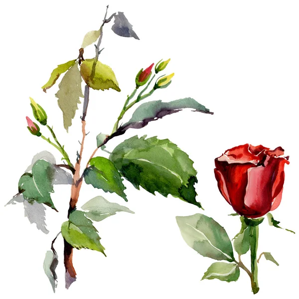 Egy akvarell stílusú elszigetelt virág rózsa vadvirág. — Stock Fotó