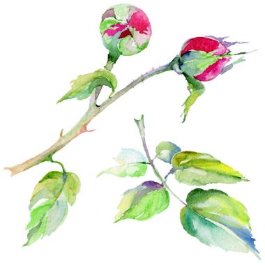 Kır çiçeği gül çiçek izole bir suluboya tarzında.