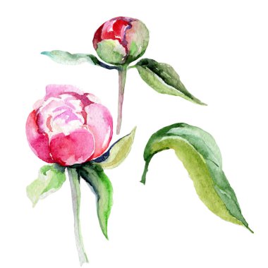 Kır çiçeği Şakayık çiçeği izole bir suluboya tarzında.