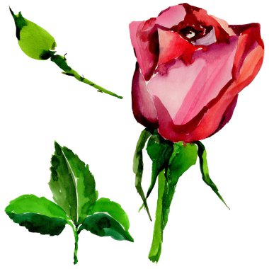 Kır çiçeği gül çiçek izole bir suluboya tarzında.