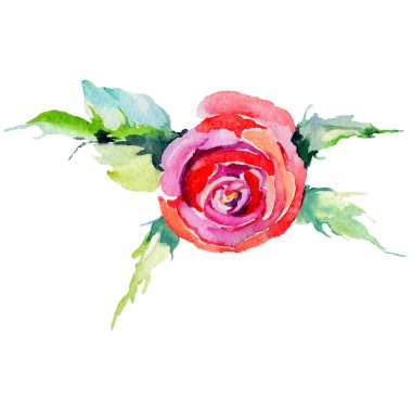 Kır çiçeği gül çiçek izole bir suluboya tarzında.