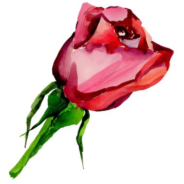 Kır çiçeği gül çiçek izole bir suluboya tarzında.