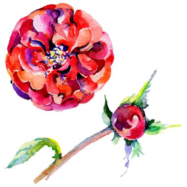 Kır çiçeği gül çiçek izole bir suluboya tarzında.