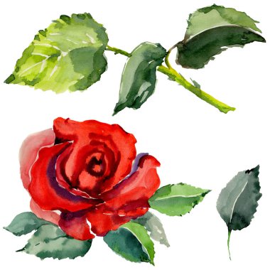 Kır çiçeği gül çiçek izole bir suluboya tarzında.