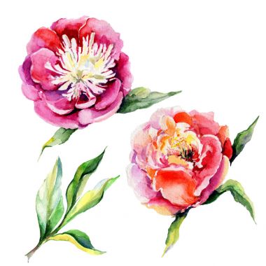 Kır çiçeği Şakayık çiçeği izole bir suluboya tarzında.