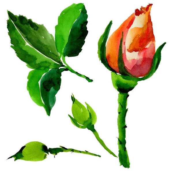 Kır çiçeği gül çiçek izole bir suluboya tarzında.