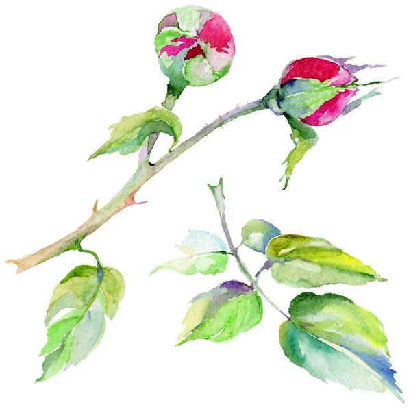 Kır çiçeği gül çiçek izole bir suluboya tarzında.