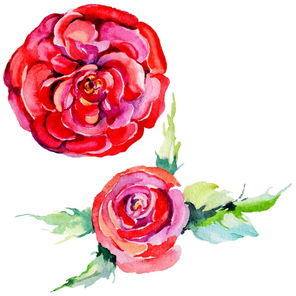 Flor de rosa silvestre em um estilo aquarela isolado . — Fotografia de Stock