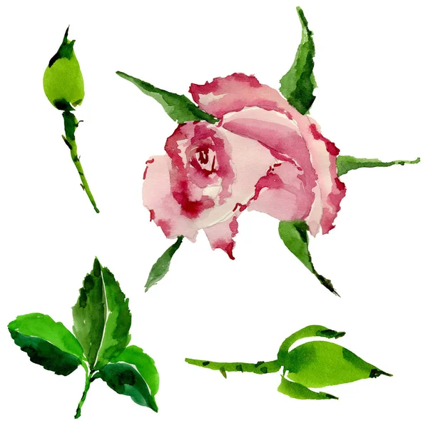 Flor de rosa silvestre em um estilo aquarela isolado . — Fotografia de Stock