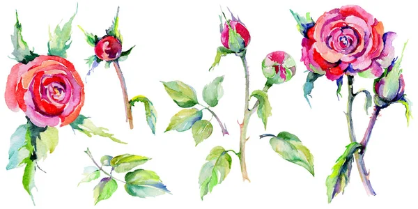 Kır çiçeği gül çiçek izole bir suluboya tarzında.