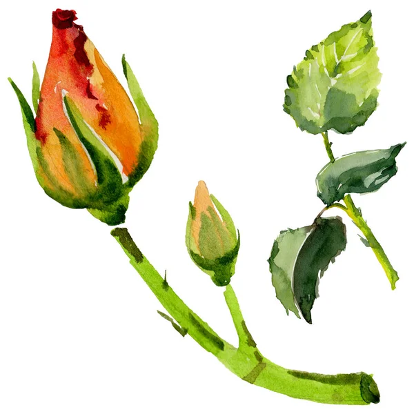 Kır çiçeği gül çiçek izole bir suluboya tarzında.