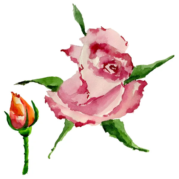 Wildflower rose flower in a watercolor style isolated. — Stock Photo, Image