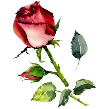 Kır çiçeği gül çiçek izole bir suluboya tarzında.