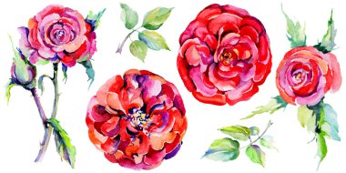 Kır çiçeği gül çiçek izole bir suluboya tarzında.