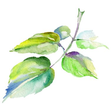 Kır çiçeği gül çiçek izole bir suluboya tarzında.