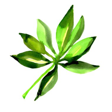 Tropikal Hawaii palmiye ağacı izole bir suluboya tarzında bırakır..