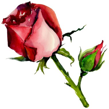 Kır çiçeği gül çiçek izole bir suluboya tarzında.