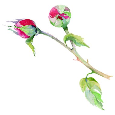 Kır çiçeği gül çiçek izole bir suluboya tarzında.