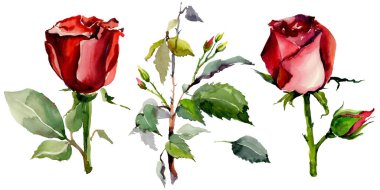 Kır çiçeği gül çiçek izole bir suluboya tarzında.