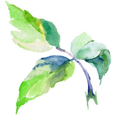 Kır çiçeği gül çiçek izole bir suluboya tarzında.