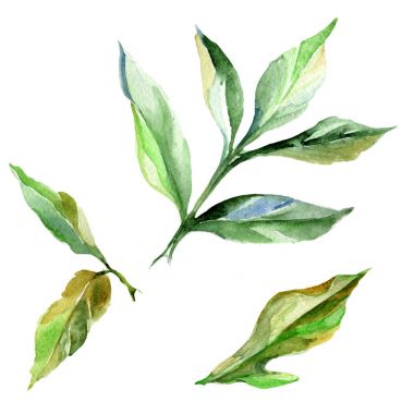 Kır çiçeği Şakayık çiçeği izole bir suluboya tarzında.