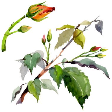 Kır çiçeği gül çiçek izole bir suluboya tarzında.