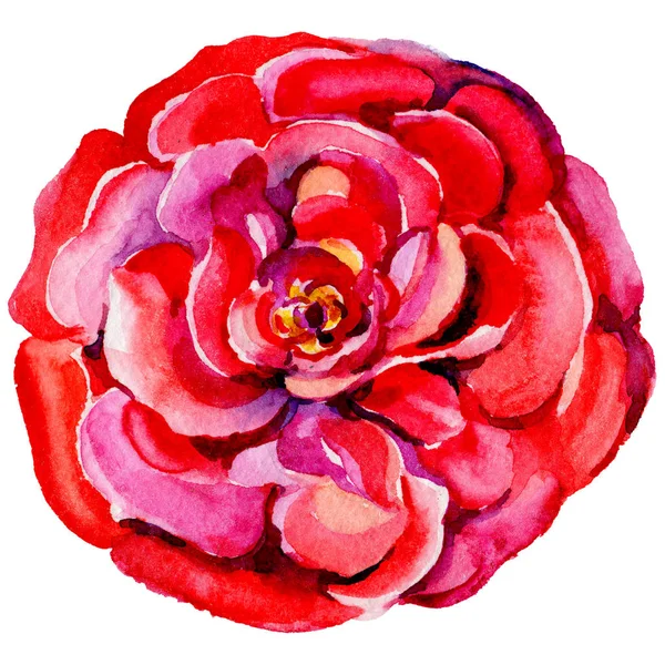 Bunga mawar liar dalam gaya cat air terisolasi . — Stok Foto