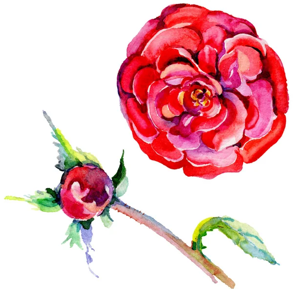 Fleurs sauvages rose fleur dans un style aquarelle isolé . — Photo