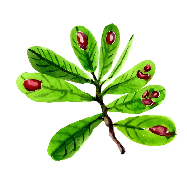 Tropikal Hawaii palmiye ağacı izole bir suluboya tarzında bırakır..