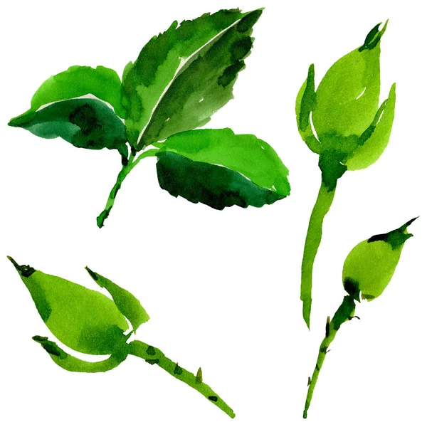 Kır çiçeği gül çiçek izole bir suluboya tarzında.