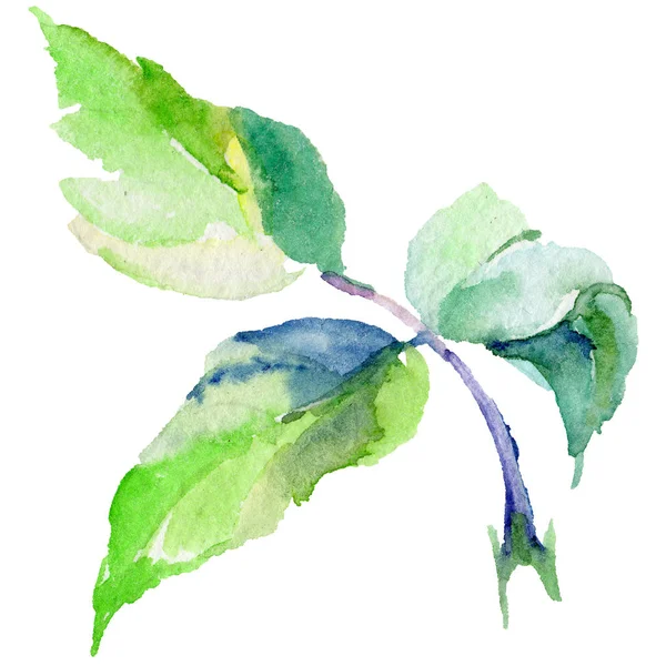 Kır çiçeği gül çiçek izole bir suluboya tarzında.