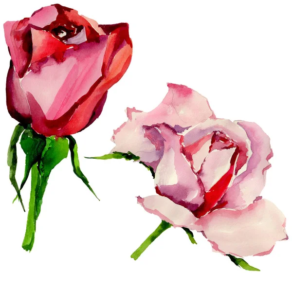 Kır çiçeği gül çiçek izole bir suluboya tarzında.