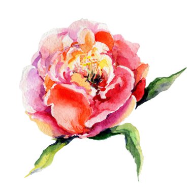 Kır çiçeği Şakayık çiçeği izole bir suluboya tarzında.