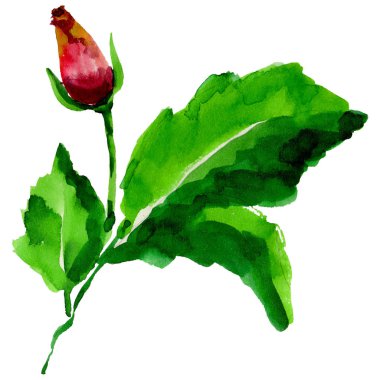 Kır çiçeği gül çiçek izole bir suluboya tarzında.