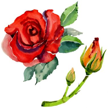 Kır çiçeği gül çiçek izole bir suluboya tarzında.