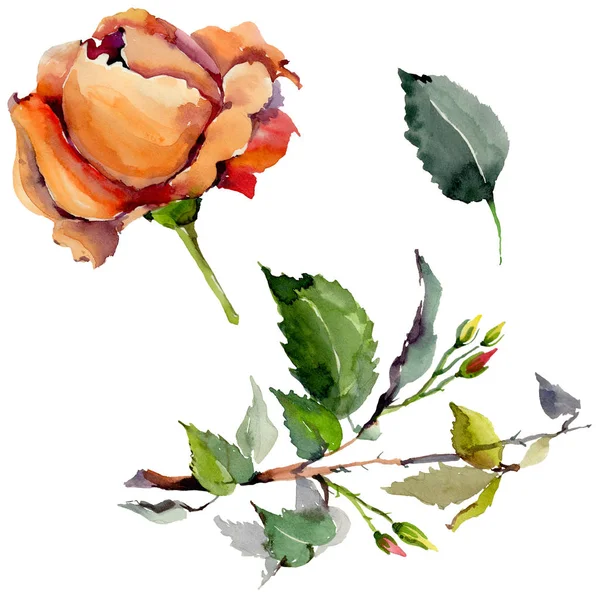 Kır çiçeği gül çiçek izole bir suluboya tarzında.