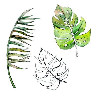 Tropikal Hawaii palmiye ağacı izole bir suluboya tarzında bırakır..